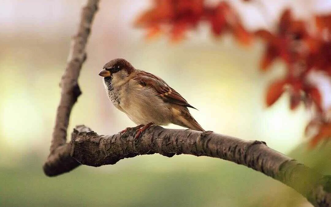 Great Sparrow